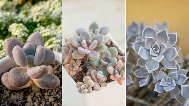 graptopetalum especies