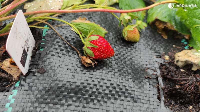 Fresas en la huerta