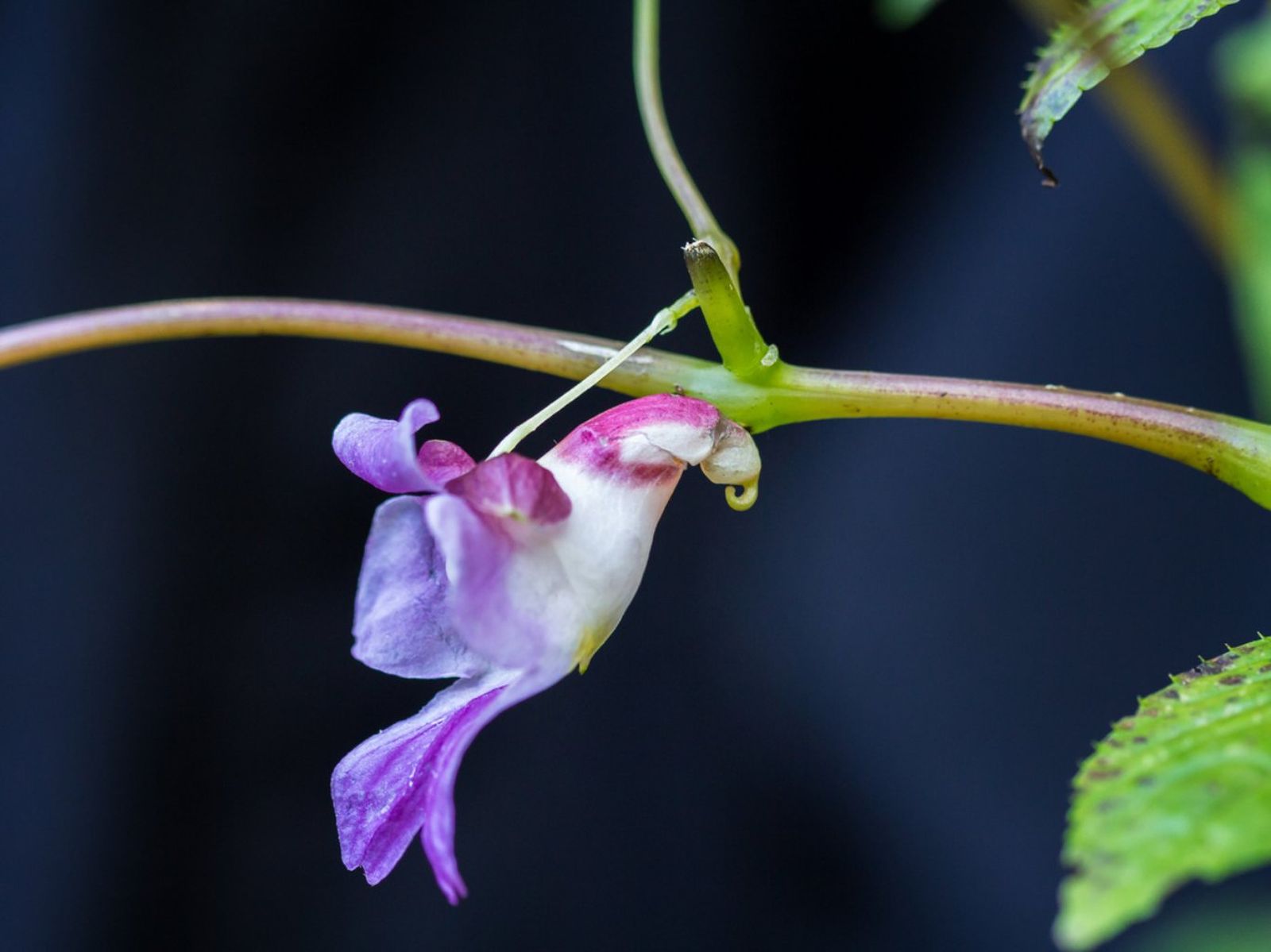 Impatiens psittacina.