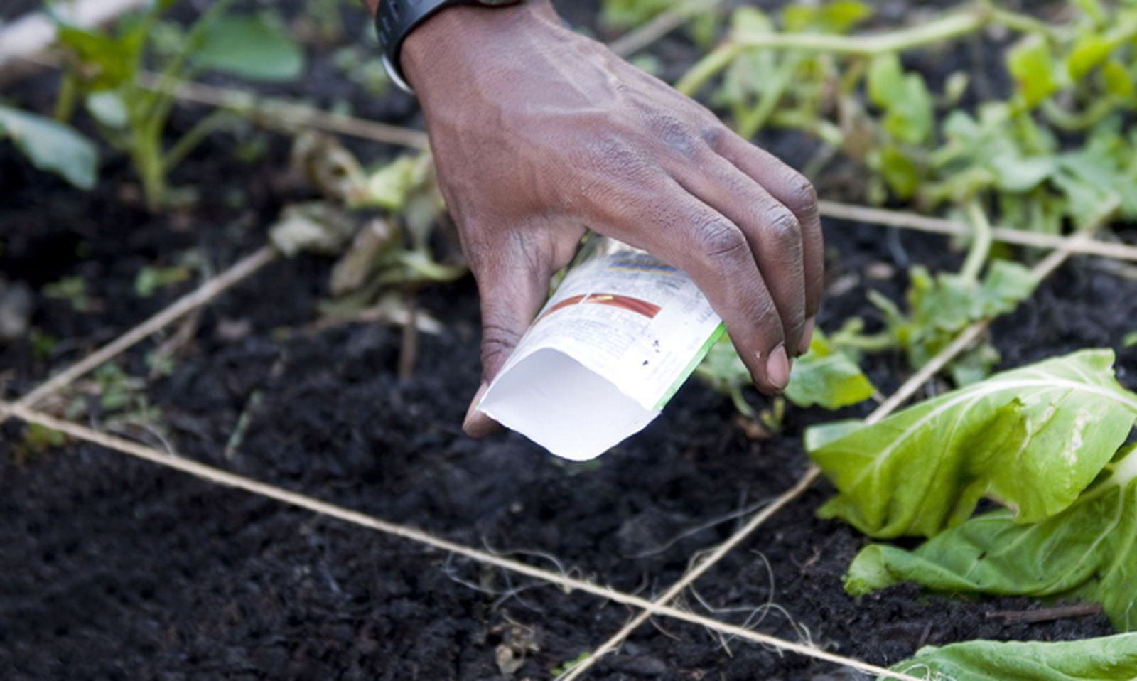 Semillero de mini hortalizas