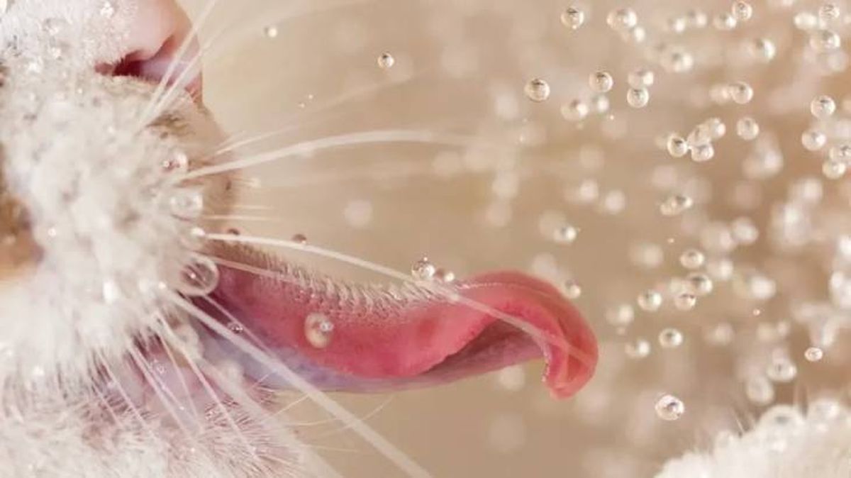 por que mi gato bebe mucha agua 2 (1)