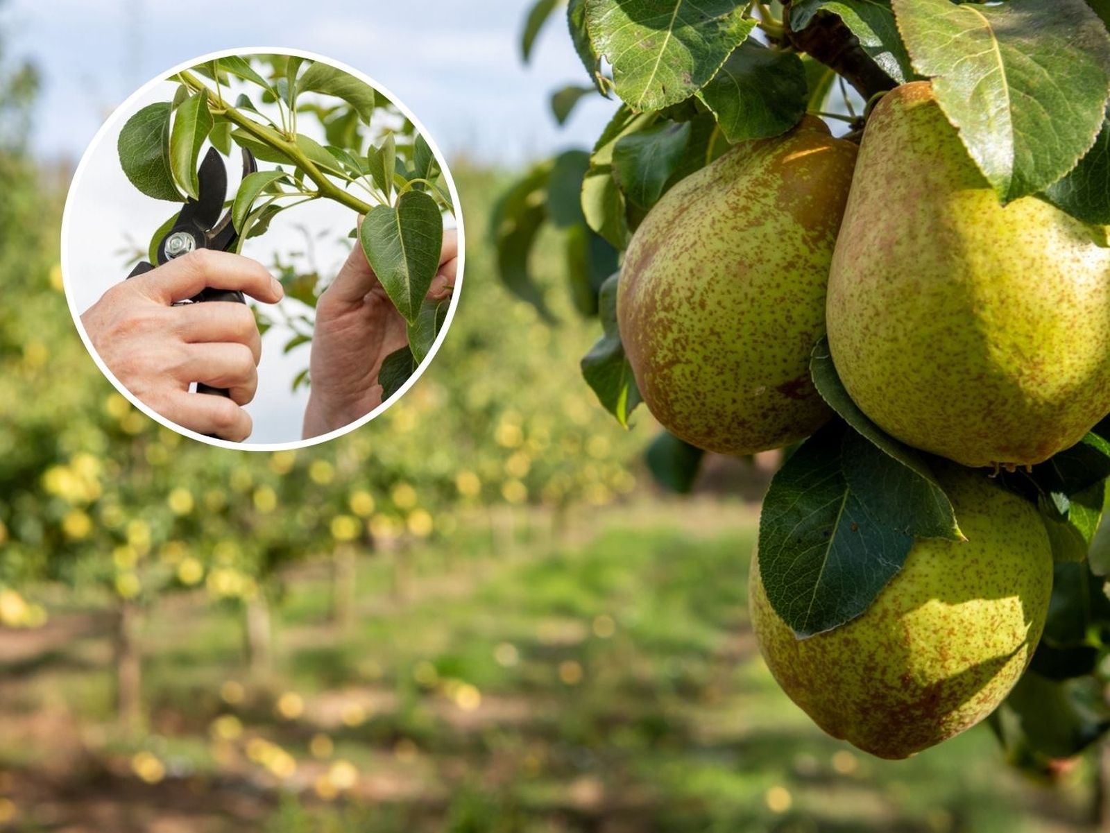 Para que un peral alcance su máximo potencial, es clave realizar una poda adecuada.