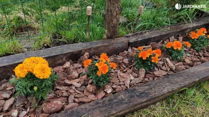 Tagetes plantados en el jardín