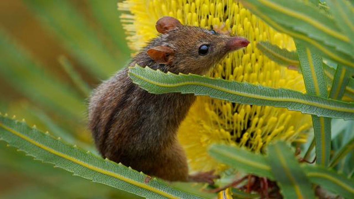 animales que empiezan por n nombres mamiferos Noolbenger