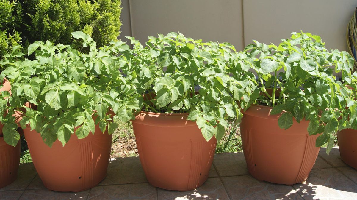 cultivar patatas en macetas xl