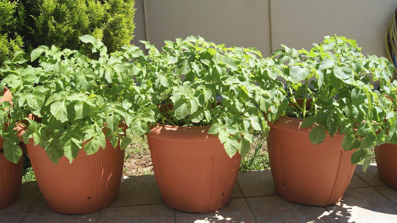 cultivar patatas en macetas xl