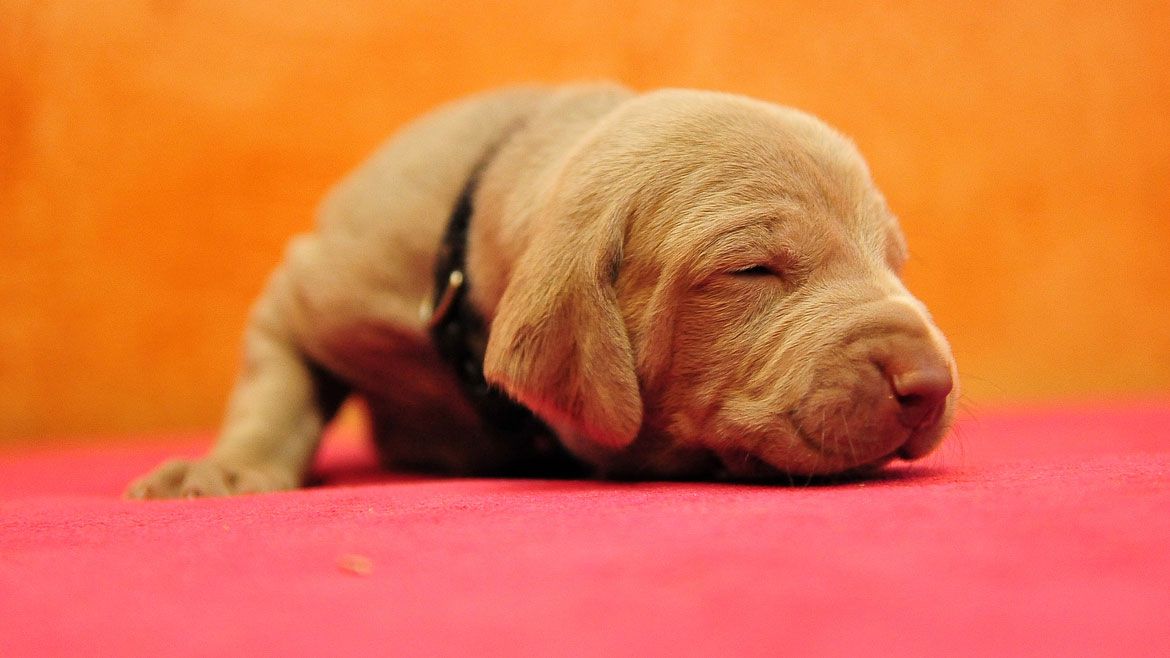 braco weimar bebe