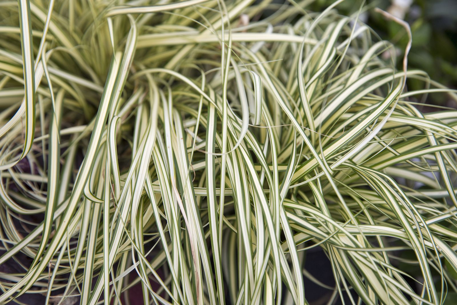 arriete phalaris arundinacea