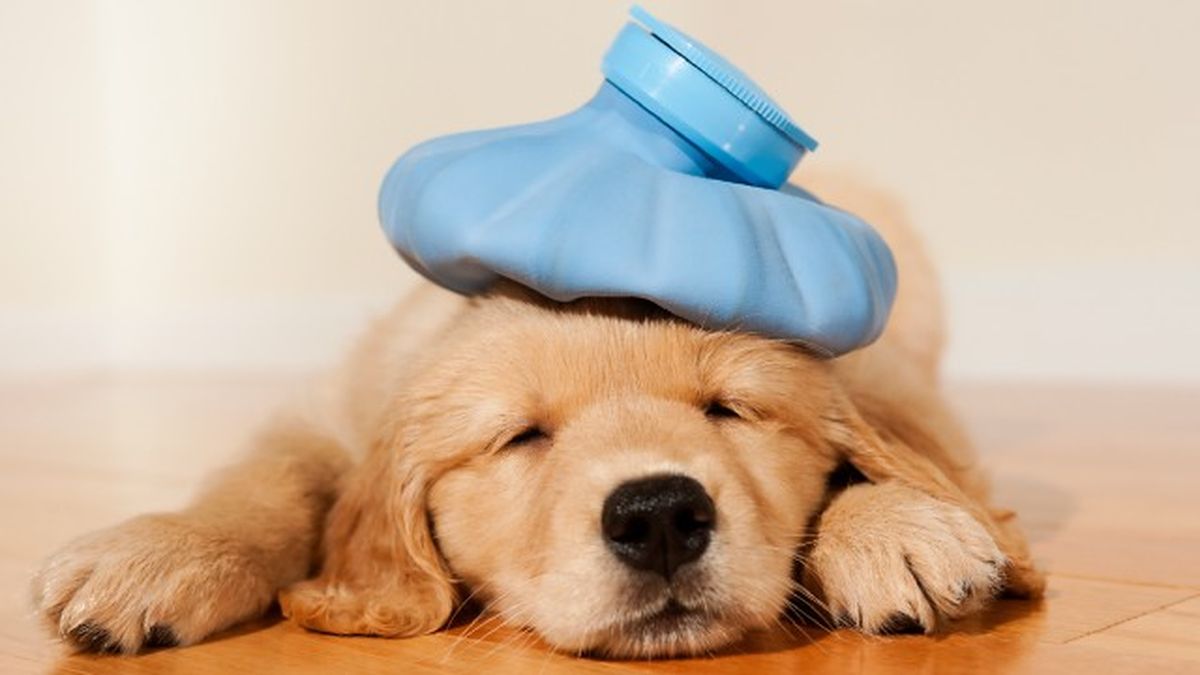 como saber si mi perro tiene fiebre 15