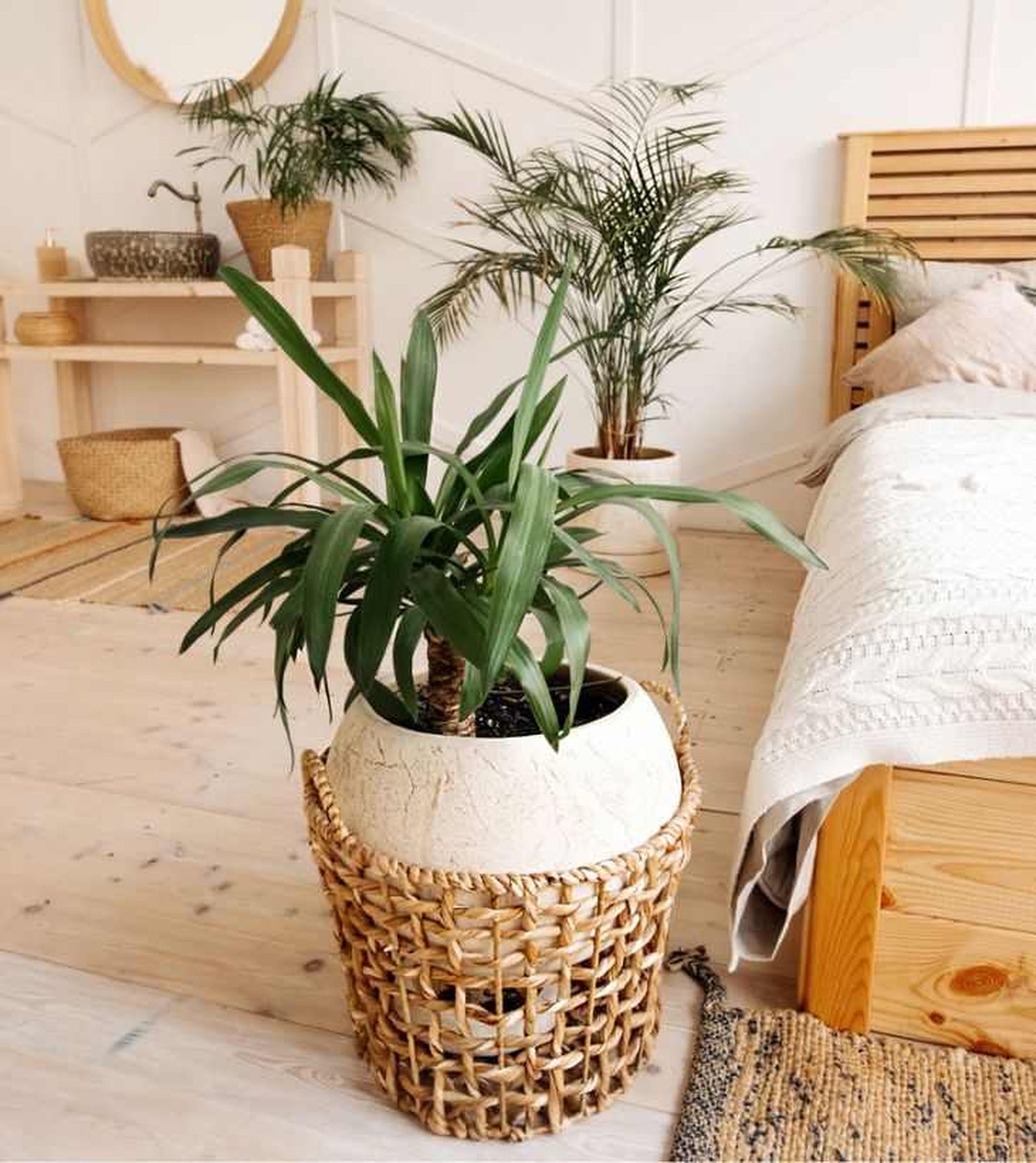 Yuca en habitación