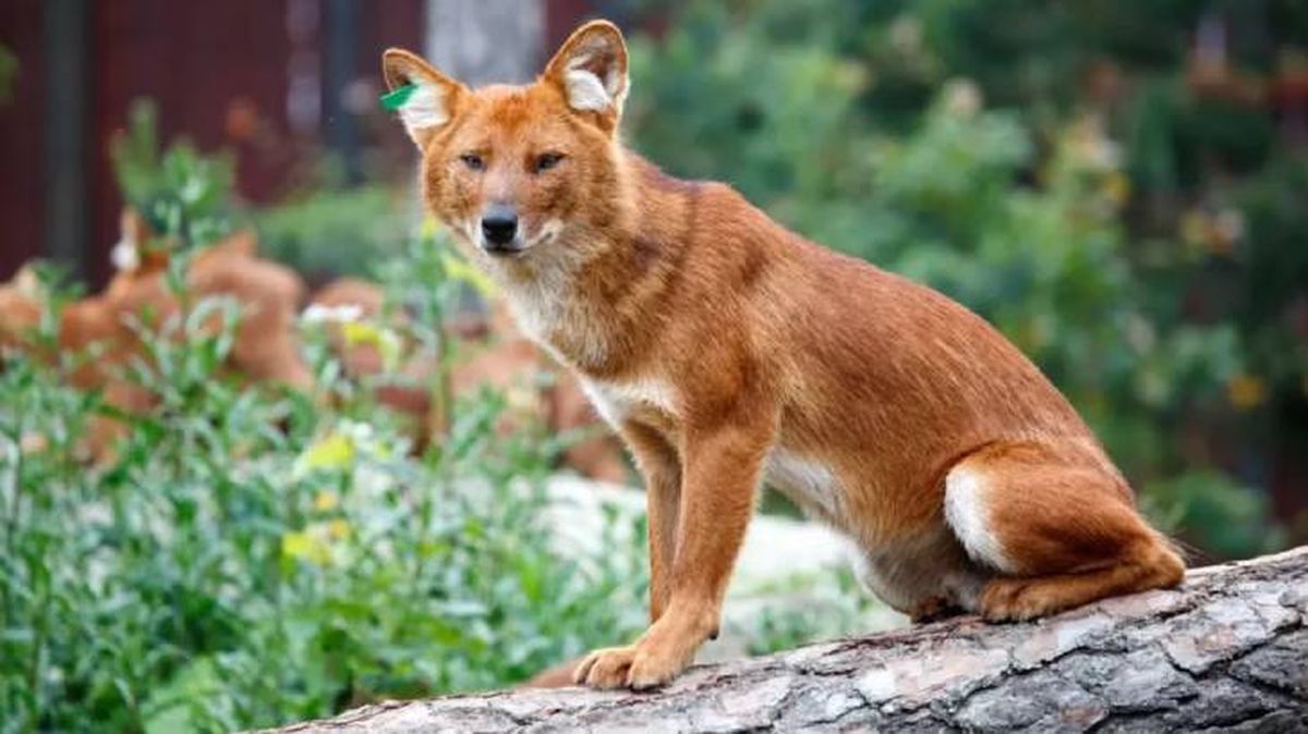 razas de perros salvajes cuon
