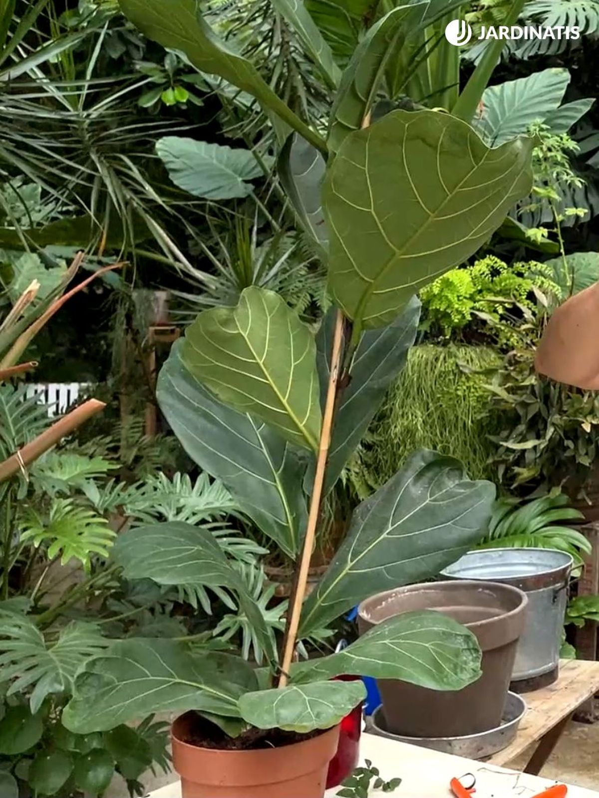 ficus lyrata planta para casas grandes