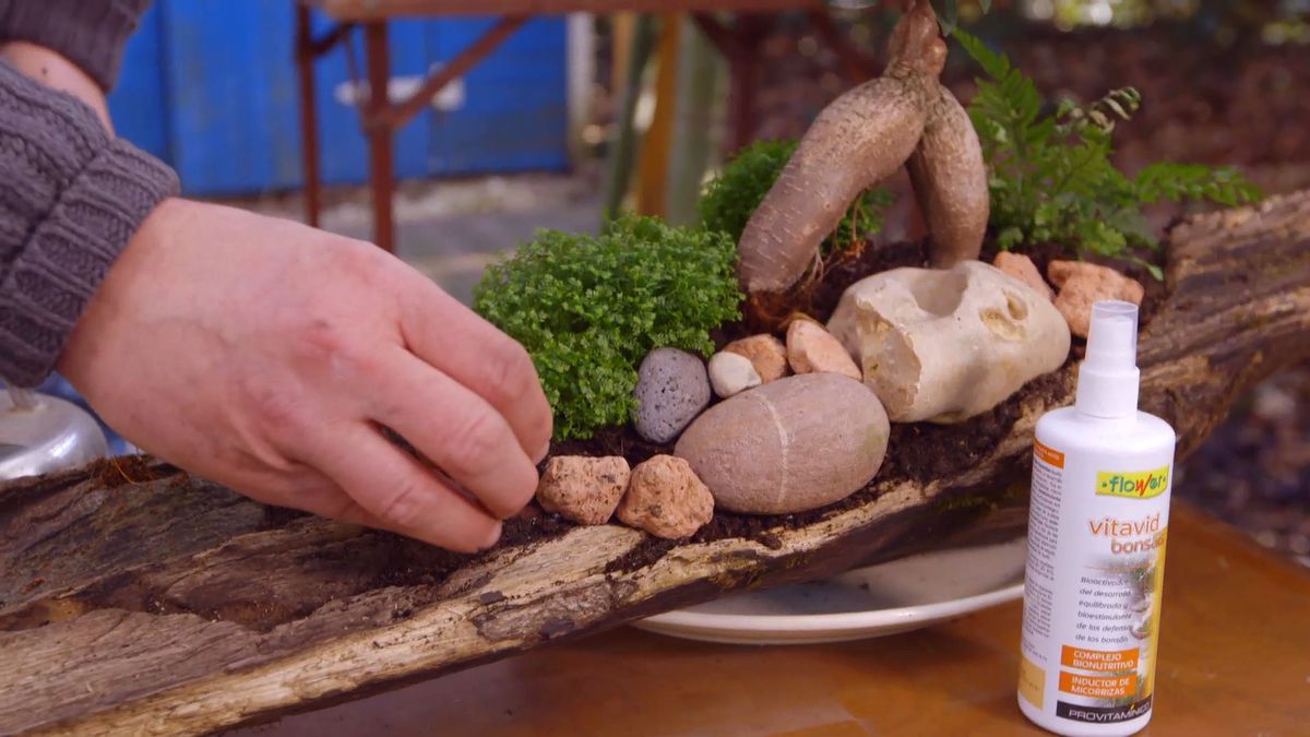 brico 0897 jardineria como crear micro paisaje paso 6