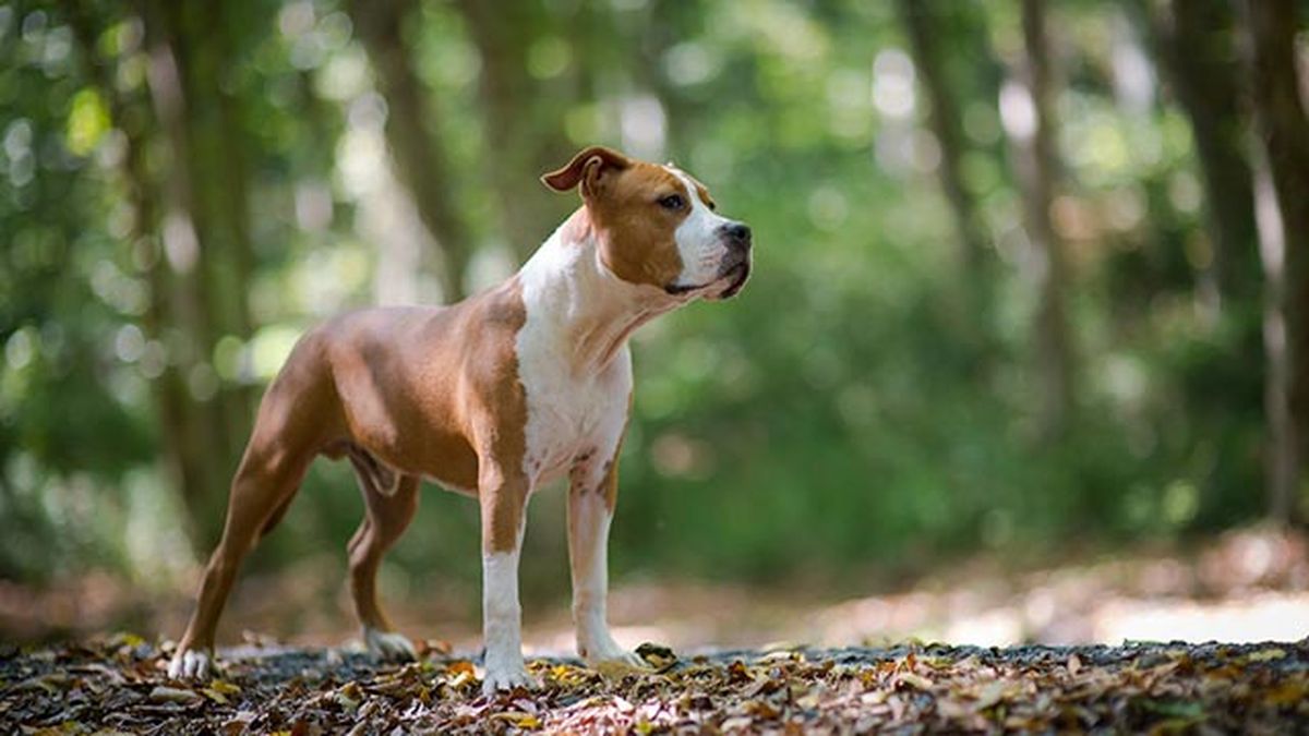 american staffordshire