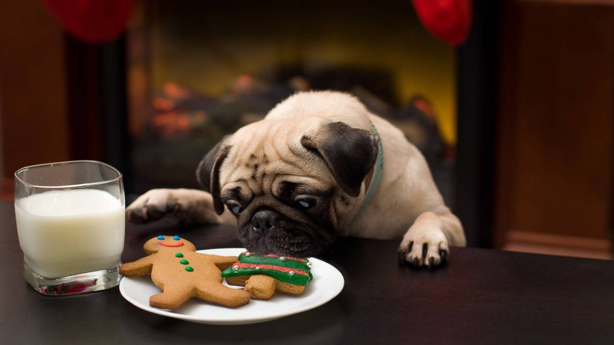 dulces navideños para perros