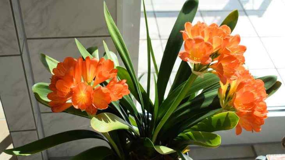 clivia miniata en contenedor