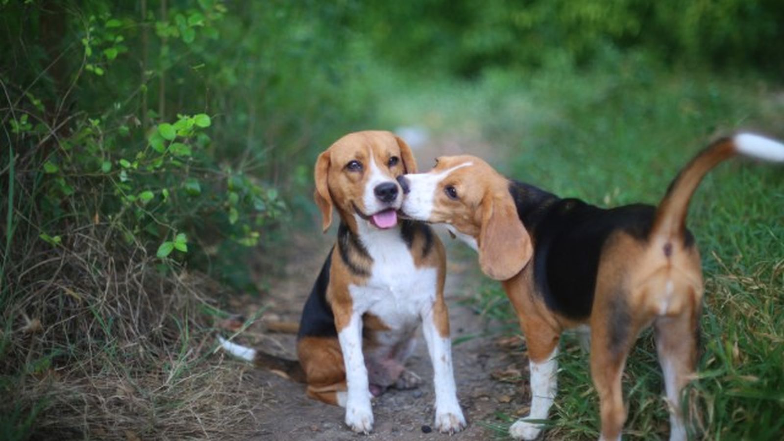 beagle 7