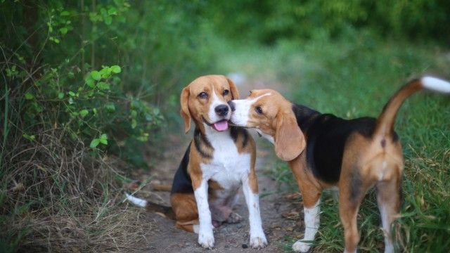beagle 7