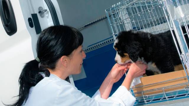 servicio de transporte de animales MRW