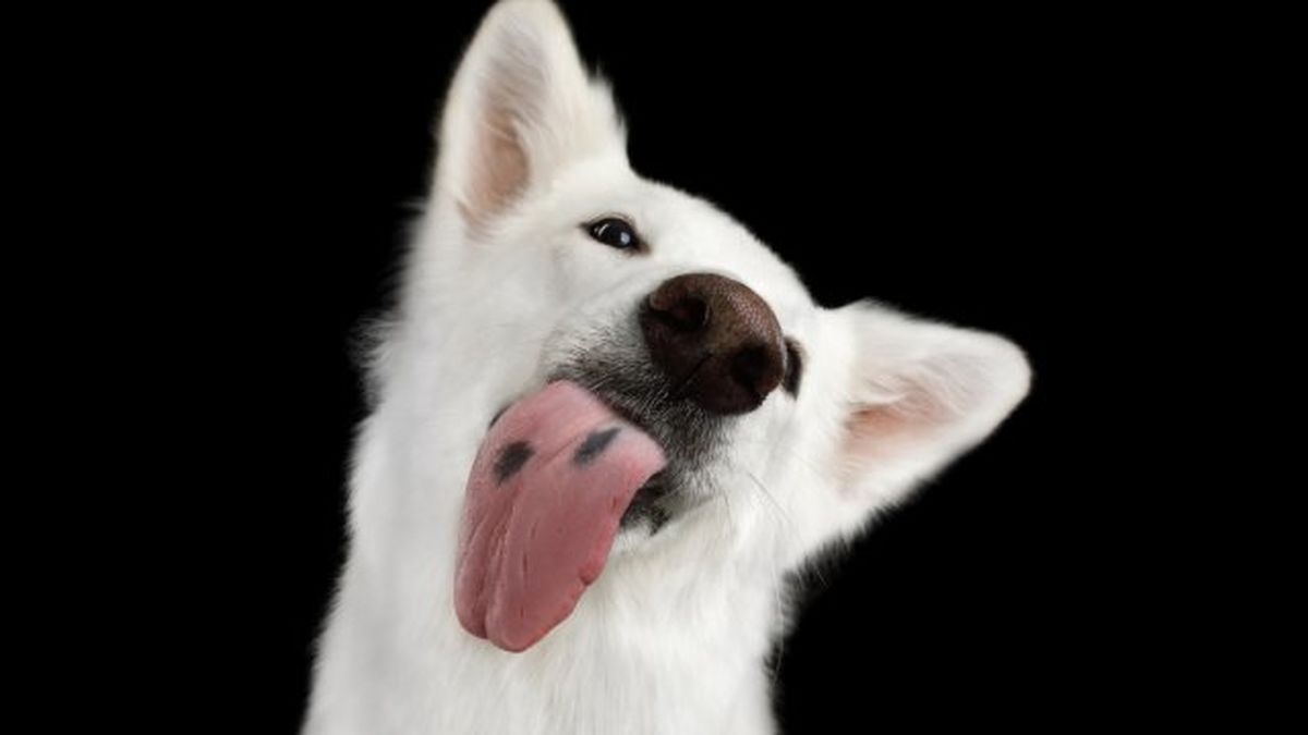 por que lamen los perros 12