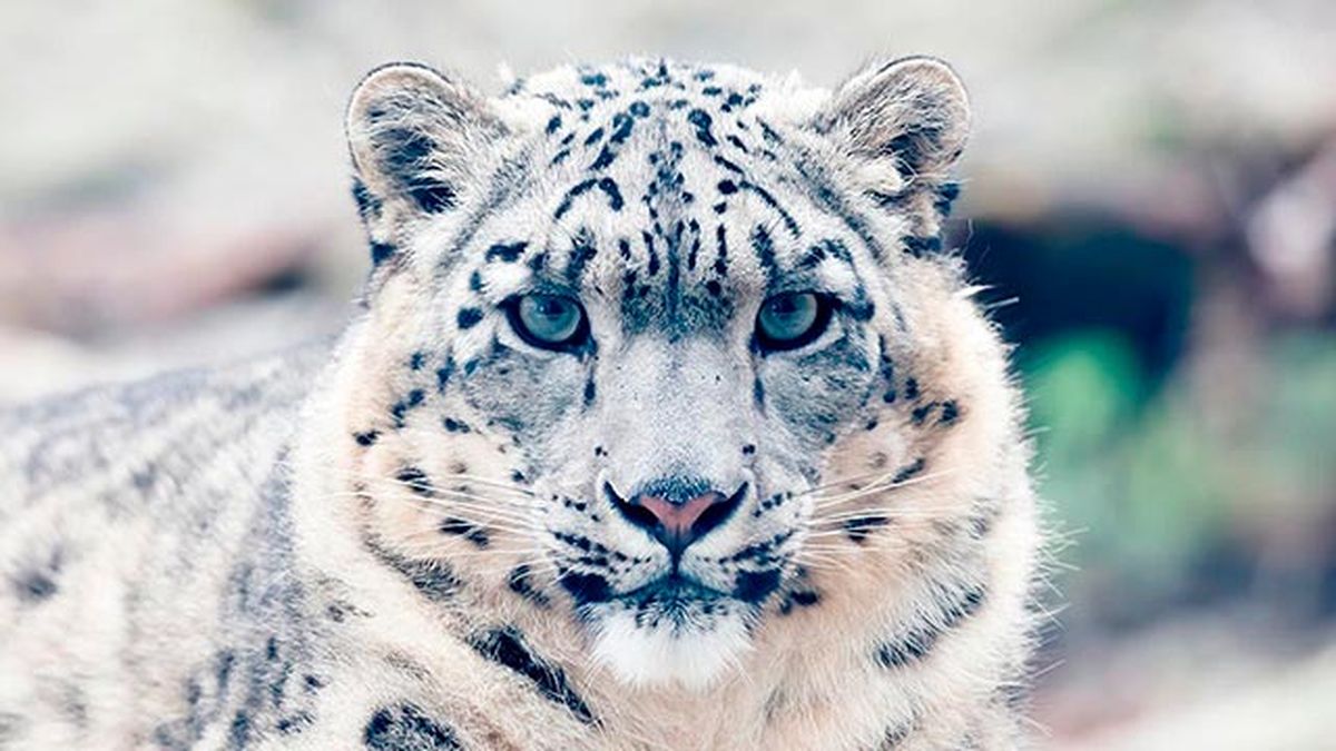 leopardo nieves 4
