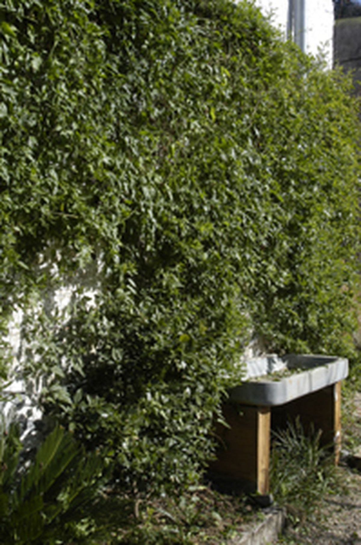 Cómo podar una enredadera paso 1