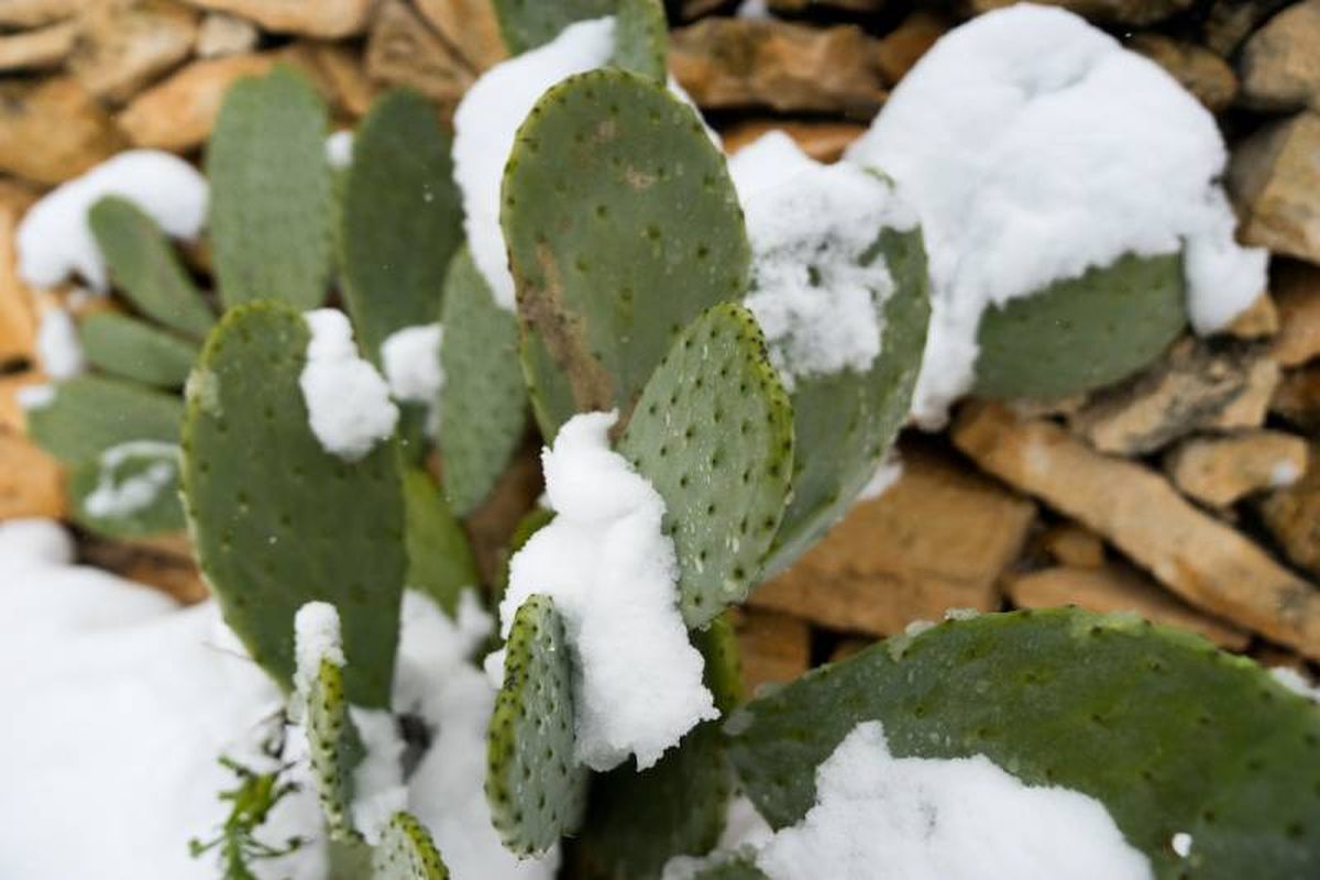 Precacuión: algunos cactus y suculentas son sensibles al frío combinado con la humedad.