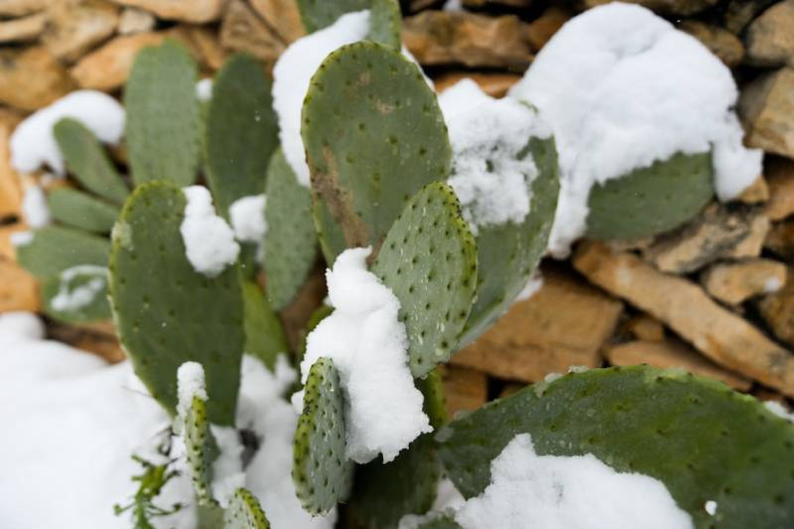 Precacuión: algunos cactus y suculentas son sensibles al frío combinado con la humedad.