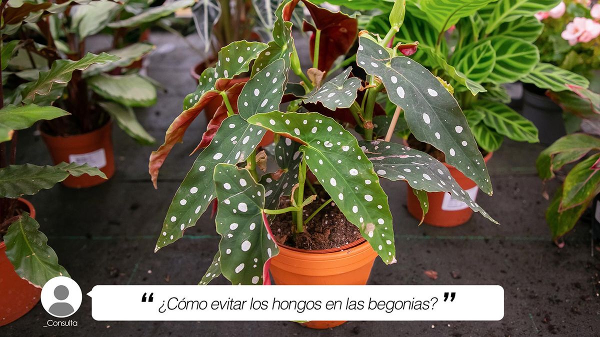 como evitar los hongos en las begonias briconsulta jardinatis