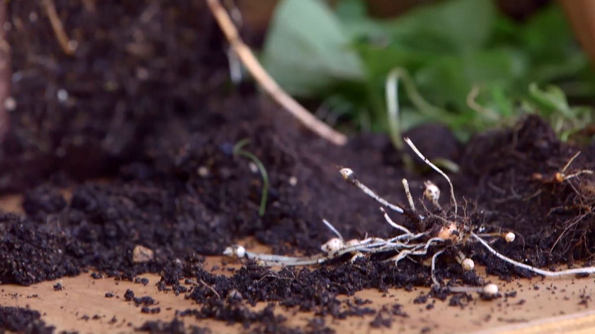 brico 924 3 barrabas oxalis eliminacion