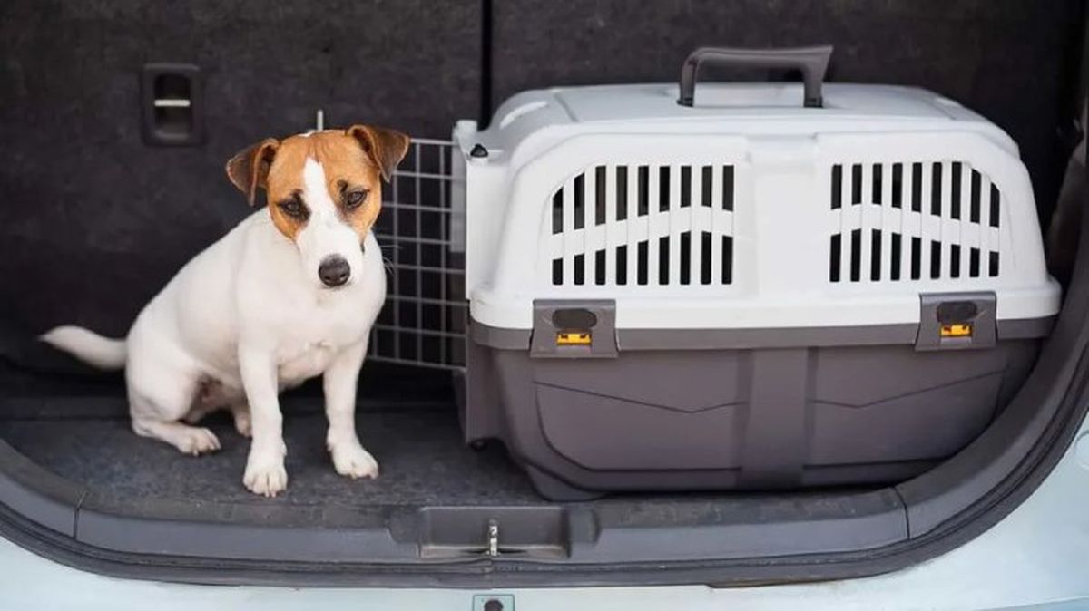 como llevar al perro en coche 3