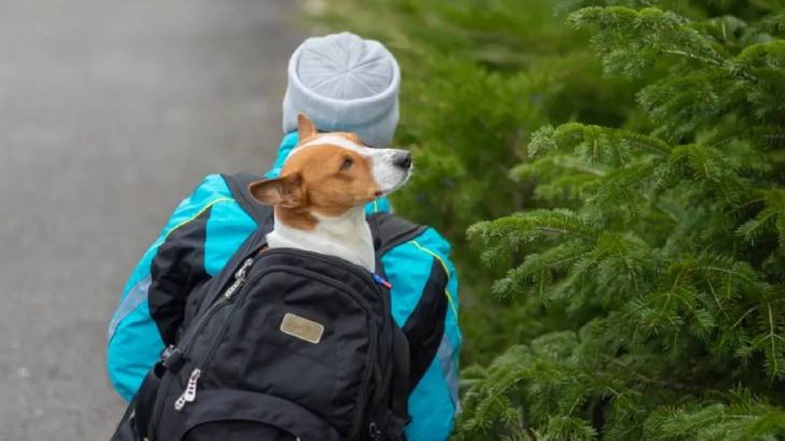mochilas para perros 1 (1)