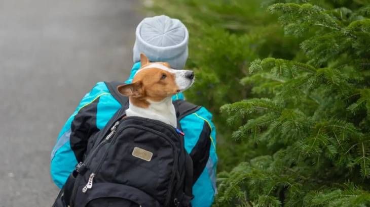 mochilas para perros 1 (1)