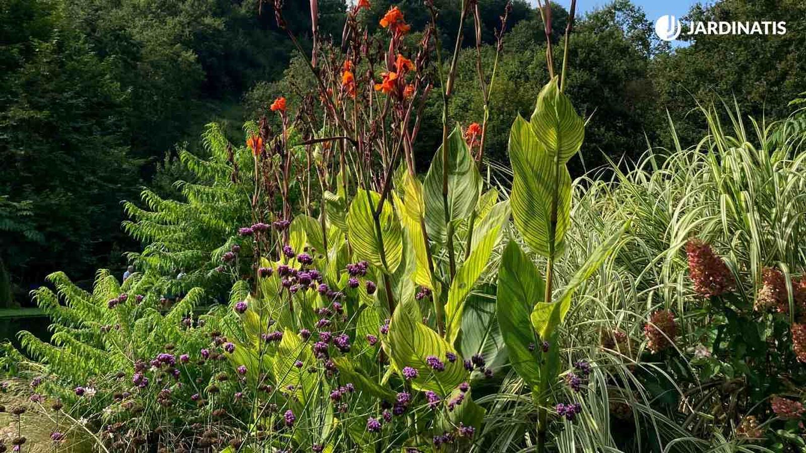 plantas que resisten el sol jardin