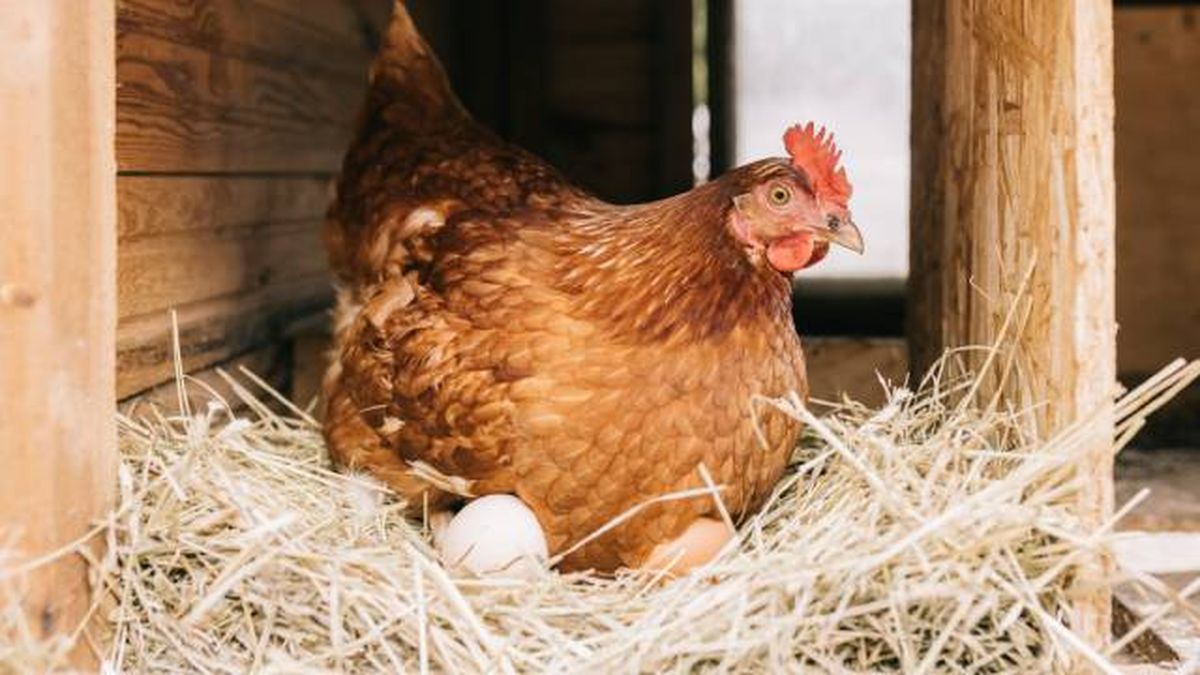 animales oviparos que son ejemplos puesta huevos