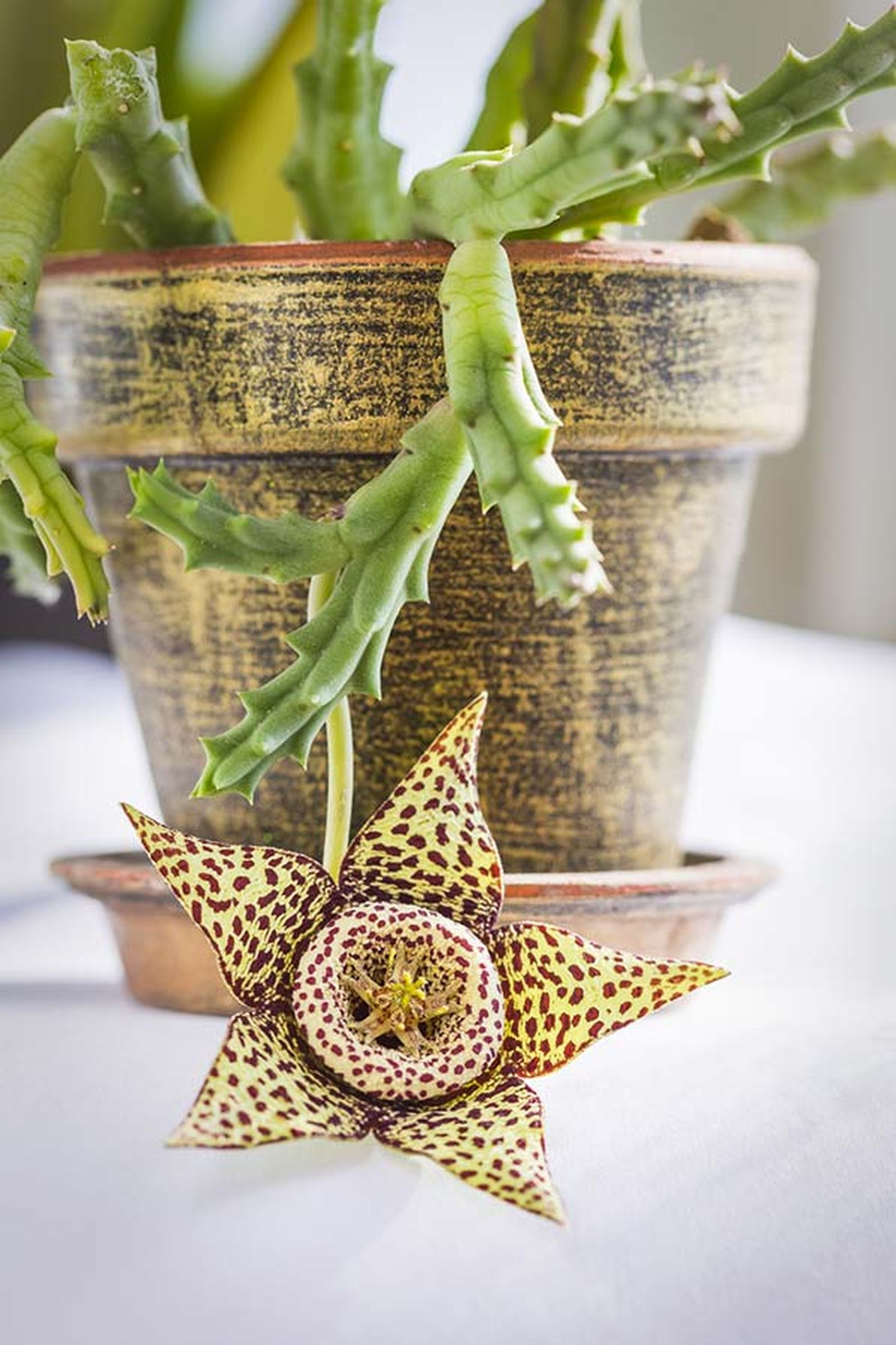Orbea variegata