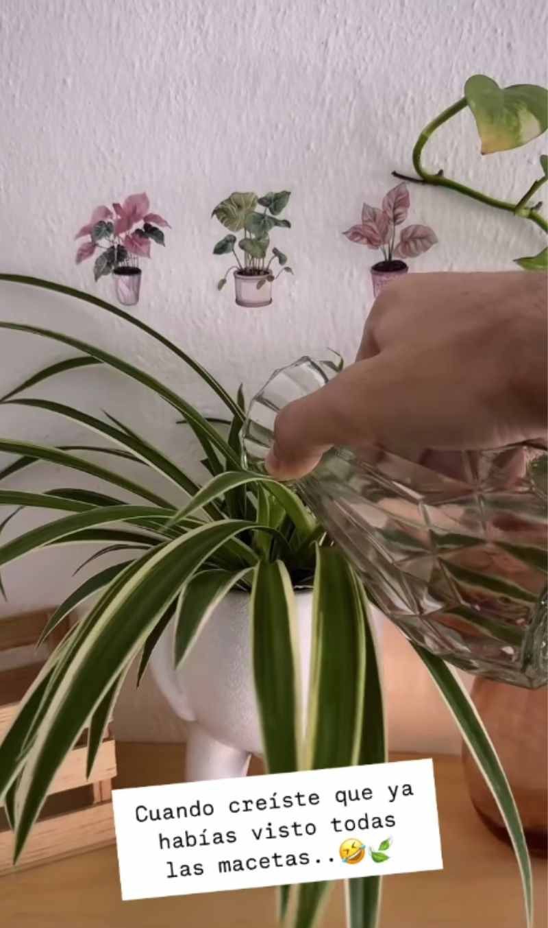 Regando la planta