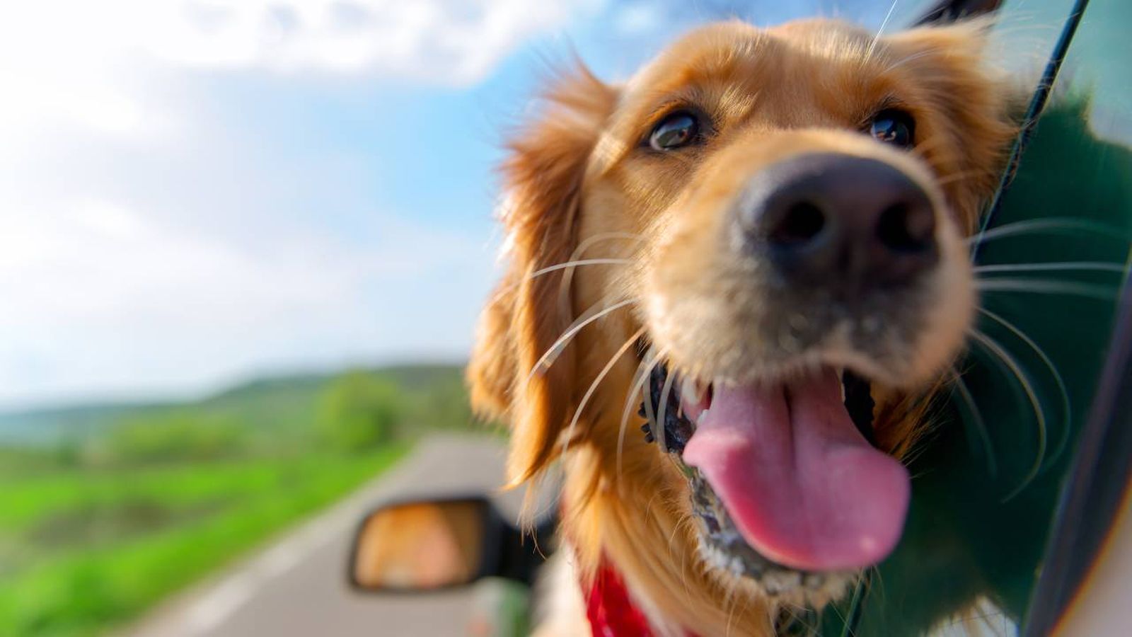 perro asomado por la ventana xl