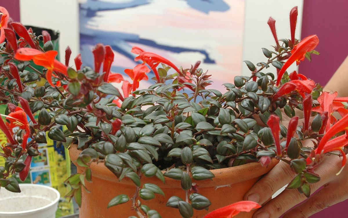 plantacion de columnea