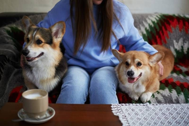 Lo primero que debes tener en cuenta es que no todos los perros encajan entre sí.