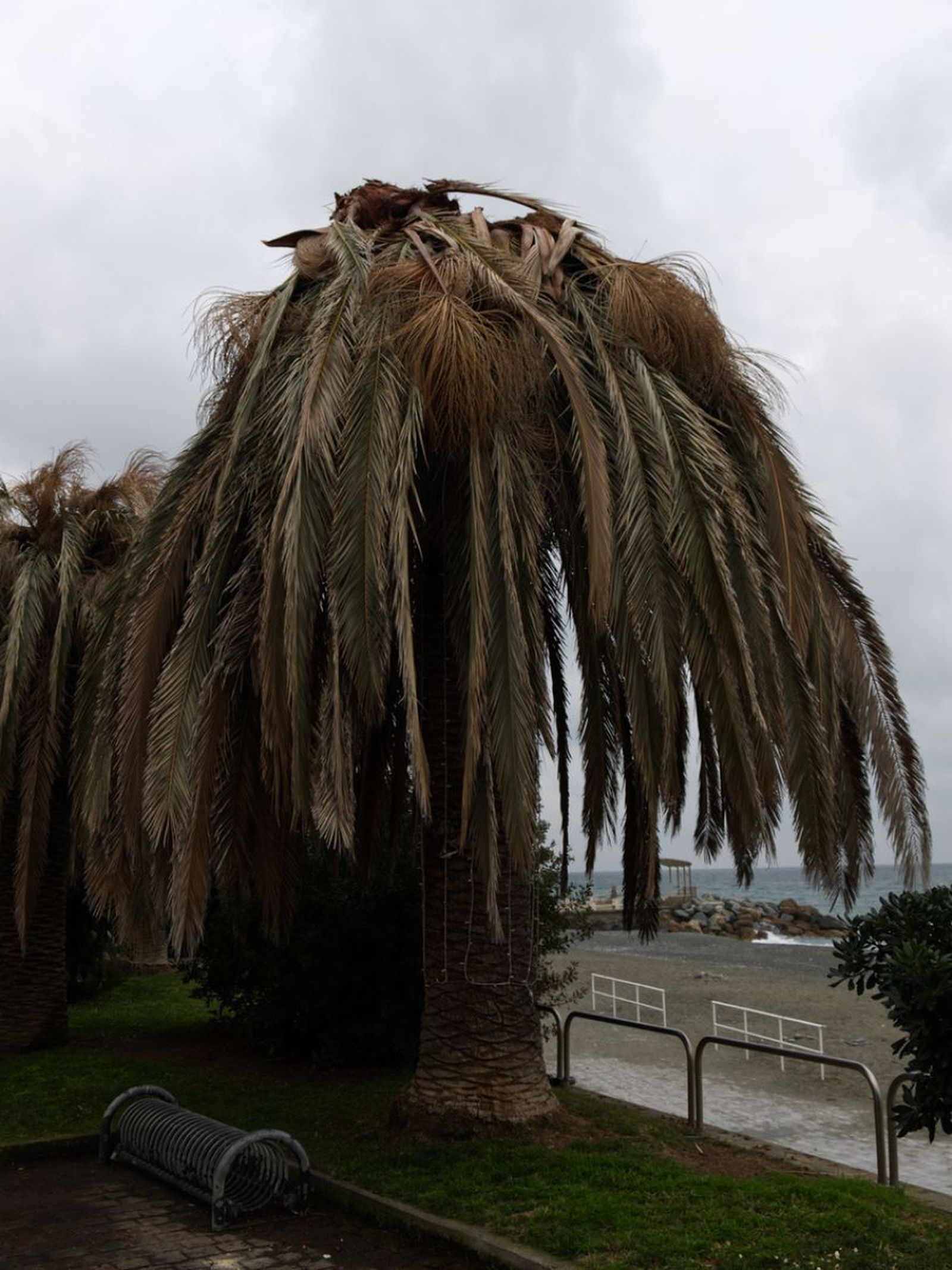 palmera muerta por Rhynchophorus ferrugineus