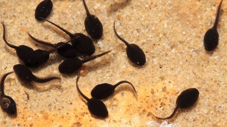 renacuajos anfibios