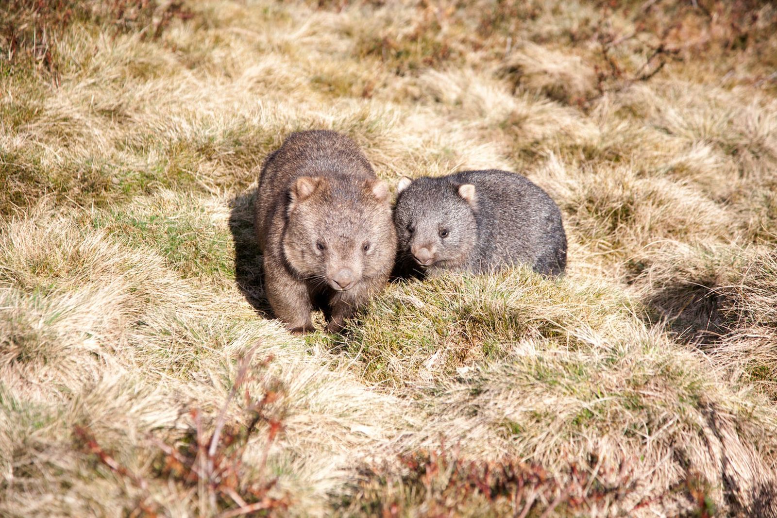 wombat familia