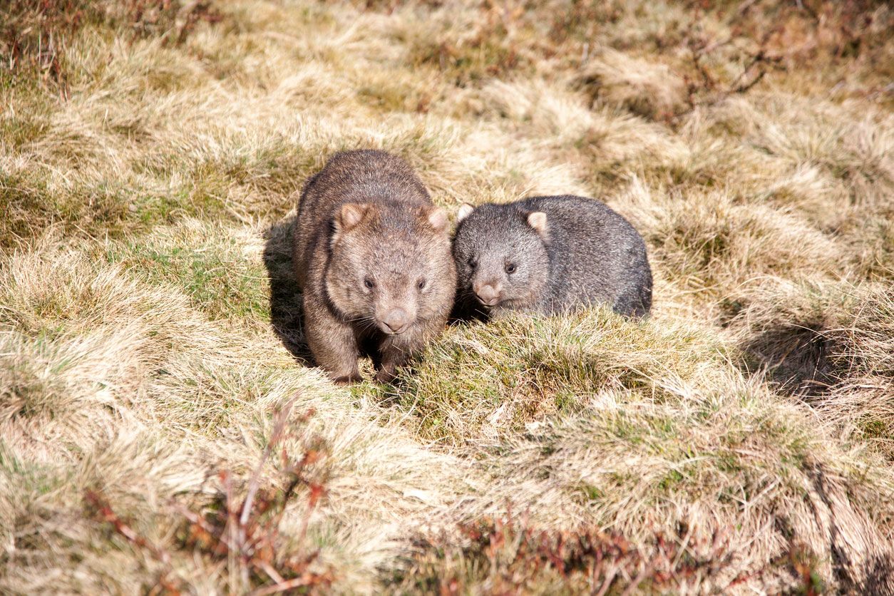 wombat familia