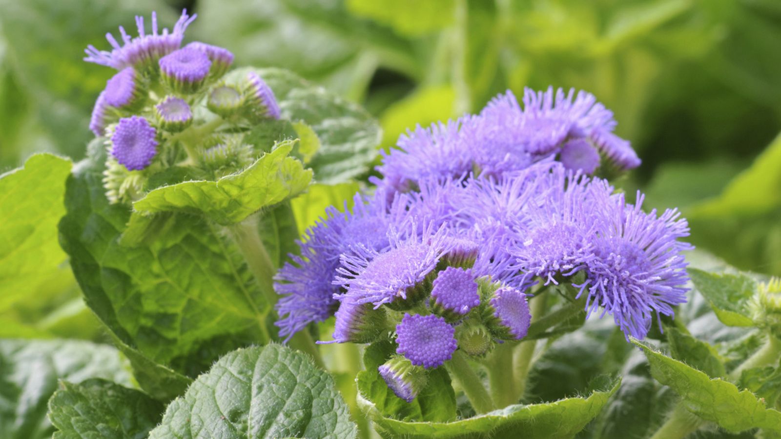 ageratum planta caracteristicas xl