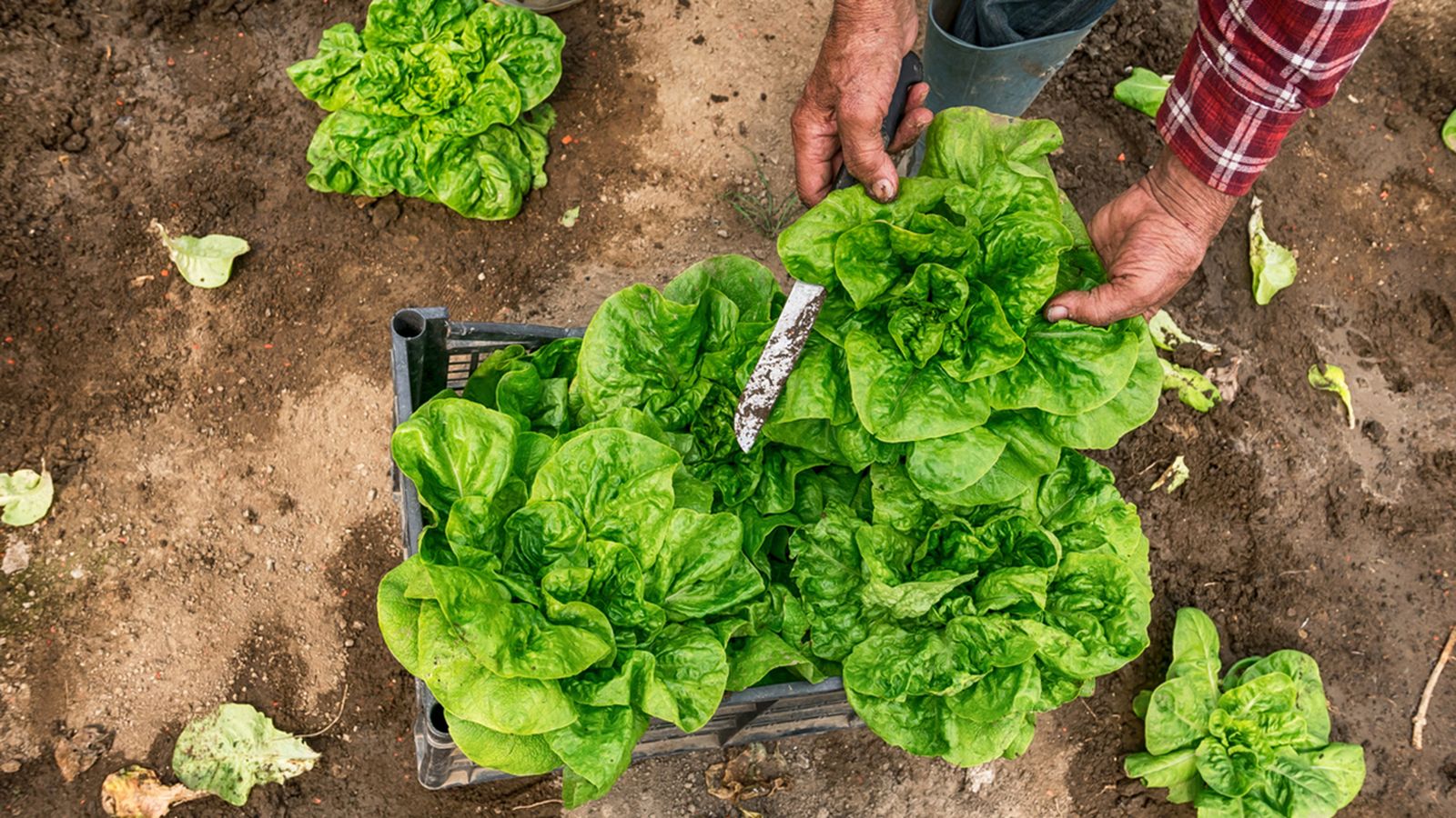 Cultivo de la lechuga