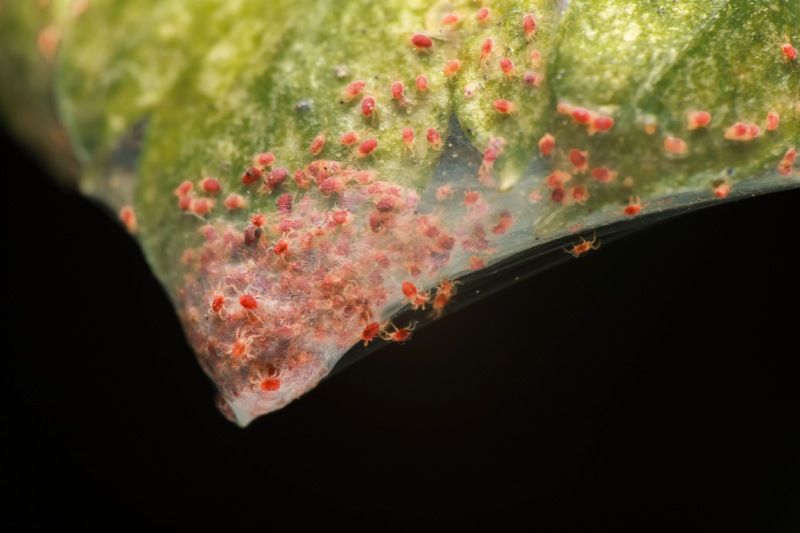Ácaros rojos