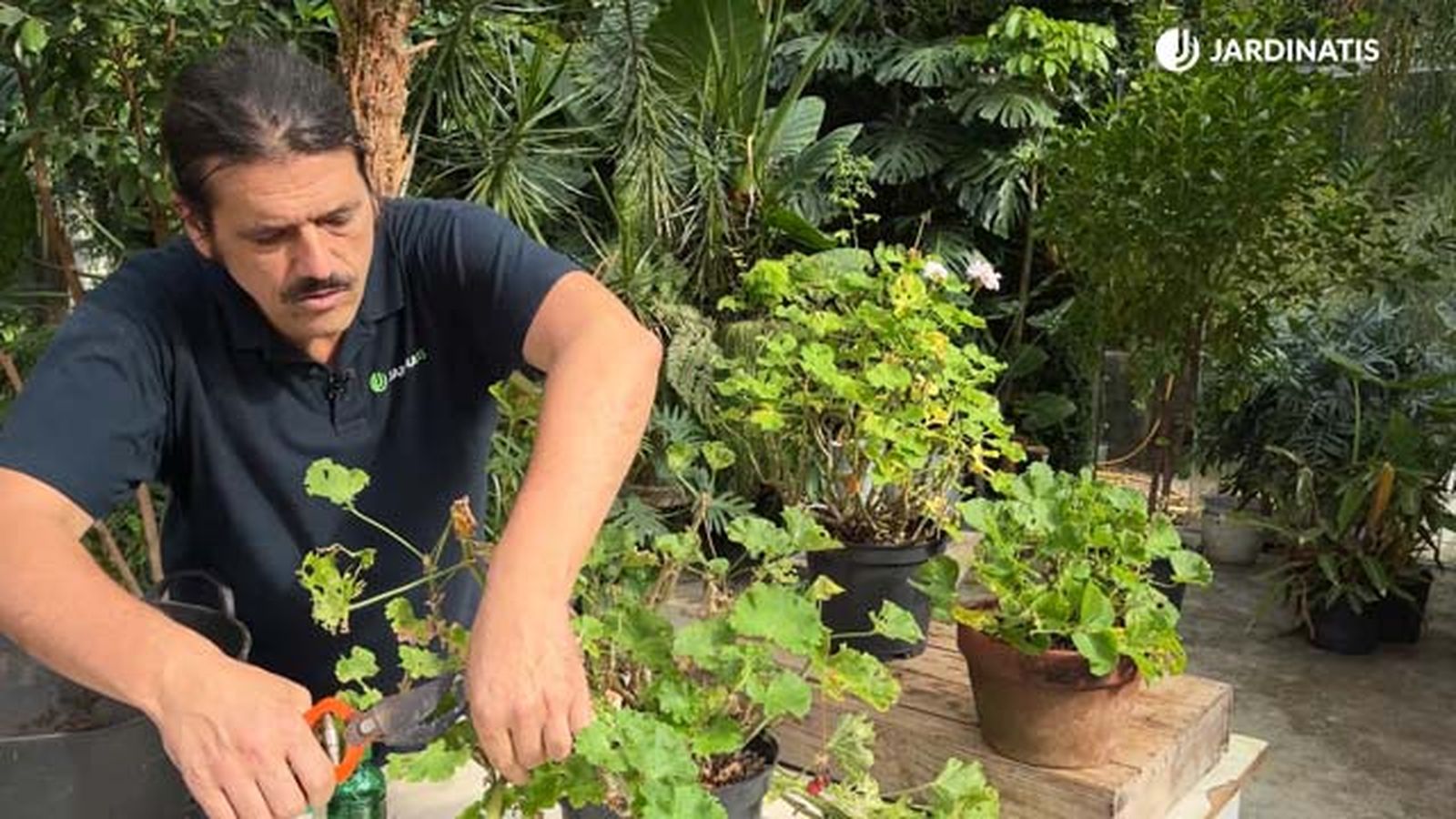 poda del geranio jardinatis 22 23