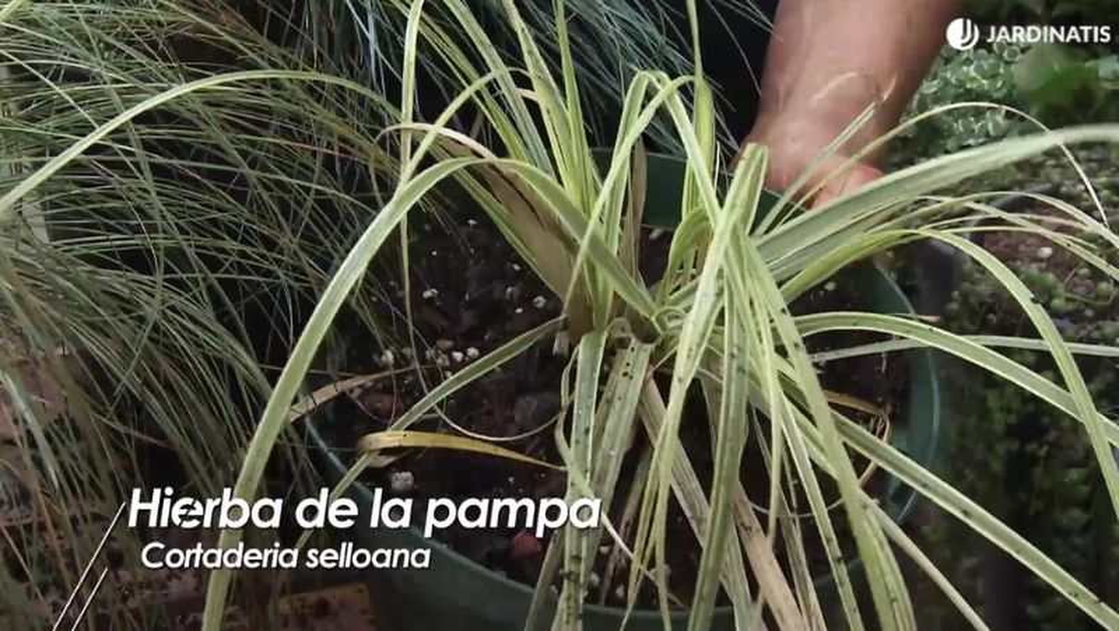 Cortaderia selloana híbrida