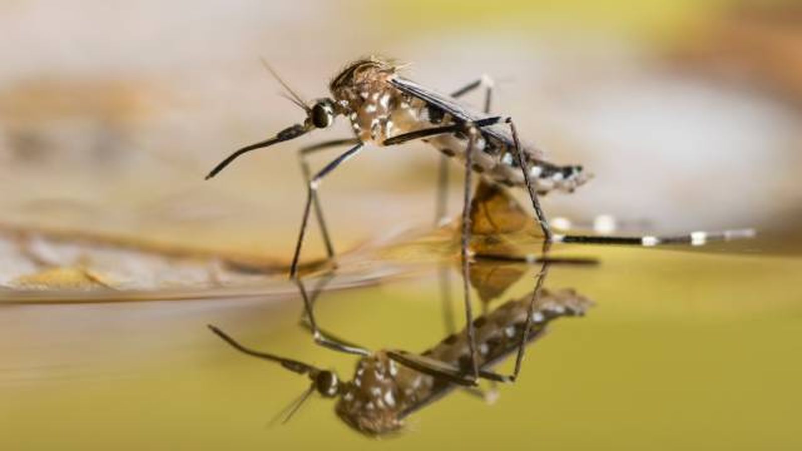 animales que empiezan por M mosquito